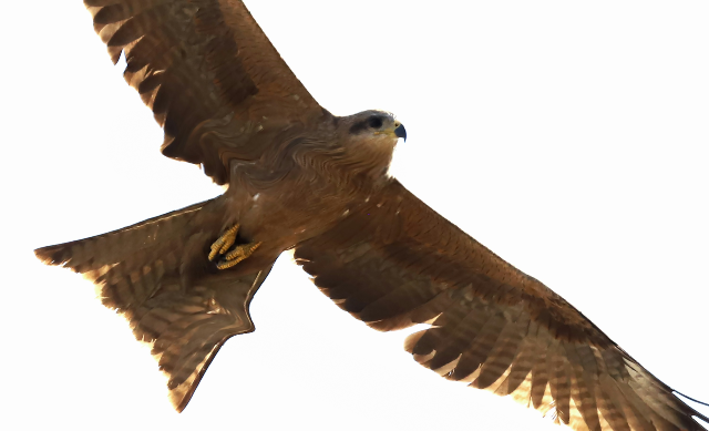 Header Image for Feast of Pentecost